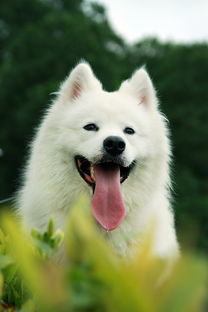 萨摩耶：微笑天使与活力四溢的宠物狗代表宠物狗萨摩耶图片