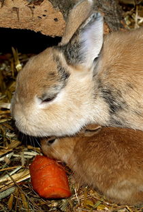 宠物兔子的快乐生活：从新手到专家怎么养宠物兔子
